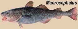 gadus-macrocephalus